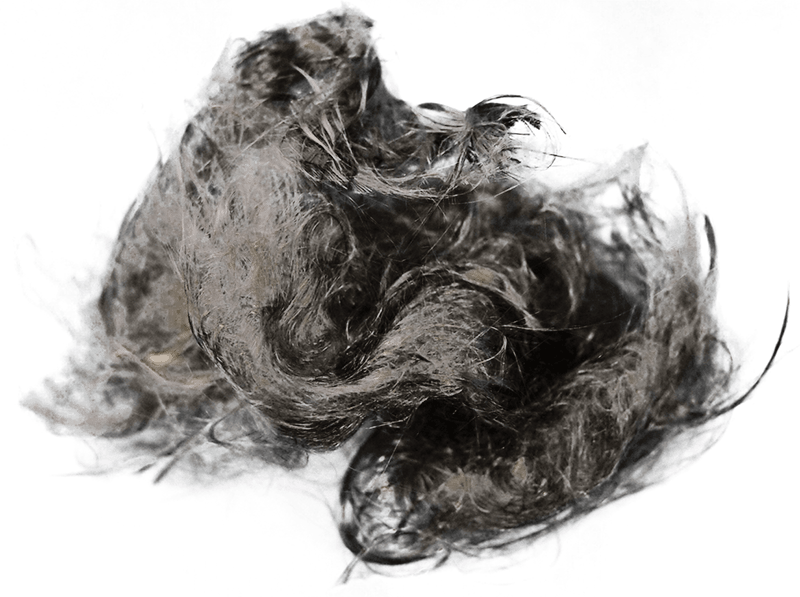 Fiber state after carding